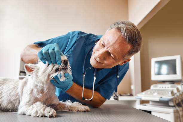Best Same-Day Emergency Dental Services in Pine Ridge, SC